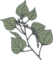 Aspen Leaf