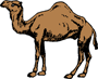 Camel One Hump