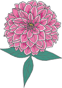 Dahlia