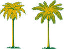 Palm Trees