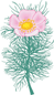 Peony