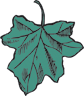 Poplar Leaf