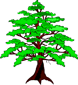 Cedar Tree